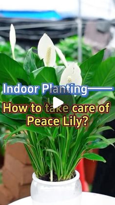 a potted plant sitting on top of a table with the words indoor planting how to take care of peace lily?