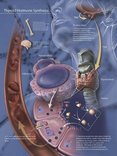 an image of a diagram of the human body's organ and its functions in it