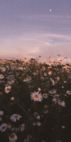 a field full of white daisies under a purple sky