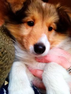 a person holding a small dog in their lap with it's paw on the other hand