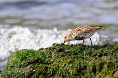 a small bird standing on top of a green moss covered rock next to the ocean