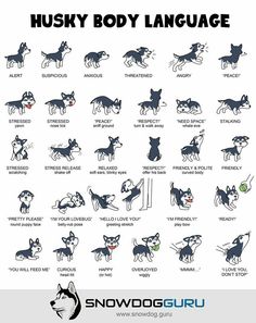 husky dog language chart with pictures of different dogs and their names in black on white