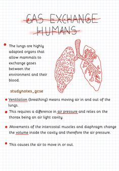 a diagram showing the effects of gas exchange in humans