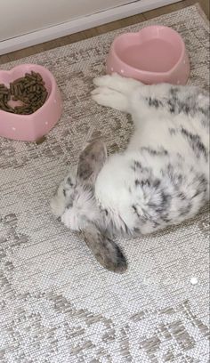 a grey and white dog laying on its back next to a pink bowl with food in it