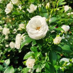 white flowers are blooming in the garden