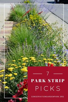 the park strip is full of colorful flowers and plants with text overlay that reads 7 parkstrip picks