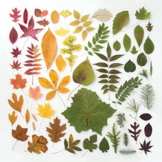 various types of leaves arranged on a white surface