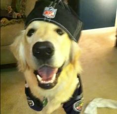 Dog Pfps, Dogs With Hats, Puppies Aesthetic, Go Ravens, Dog With Hat, Cowboy Dog, Dog Pfp, Cute Grunge, Goofy Dog