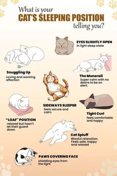 an info sheet with cats sleeping positions and their corresponding body parts, including the cat's head