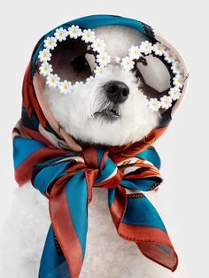 a dog wearing sunglasses and a scarf with daisies on it's head, sitting in front of a white background