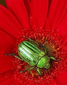 a green beetle sitting on top of a red flower