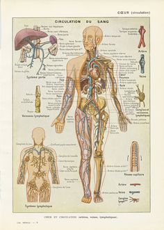 This is a lovely little French vintage anatomy print from a 1952 book entitled "Nouveau Larousse Médical". It shows the blood circulation system and the lymph circulation system, with closeups of vessels and of the heart.  Organs are identified in French on the chart. This vintage anatomy illustration would look lovely framed for a medical decor, a medical practice or a lab. It can also be used in your vintage inspired crafting projects. SIZE : page approx. 18.4 x 25.7cm (7 1/4" x 10") including Vascular System, Medical Decor, Doctors Office Decor, Cabinet Medical, Medical Gifts, Medical Anatomy, Vintage Medical, Medical Illustration, Medical Students