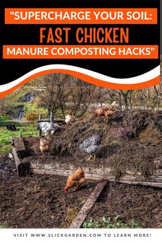 an image of chickens in the dirt with text reading supercharge your soil fast chicken manure composting hacks