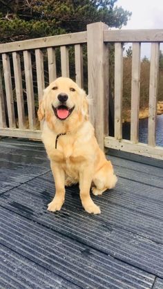 a golden retriever sitting on a deck with his tongue out