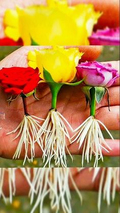 three different colored flowers with roots in their hands, and one being held by someone's hand