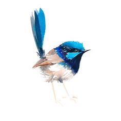 a blue and white bird with feathers on it's back legs is standing in the air