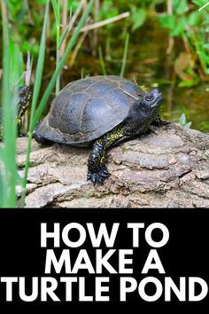 a turtle sitting on top of a rock with the words how to make a turtle pond