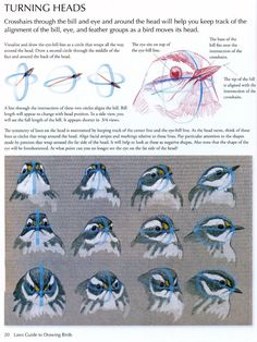 an article about how to draw birds with colored pencils