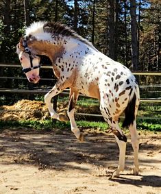 a white and brown horse standing on top of a dirt field next to a forest