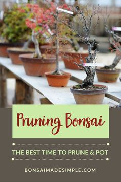 bonsai is the best time to prune and potted trees