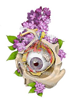 an illustration of the anatomy of the eye and its surrounding structures, including the iris