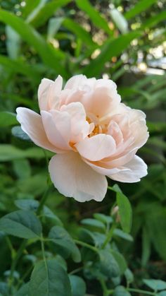 a pink flower with green leaves in the background