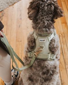 a small dog wearing a harness on it's back sitting on a wooden floor