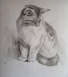 a pencil drawing of a cat sitting down