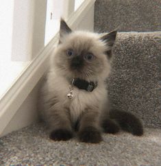 a cat that is sitting on some stairs