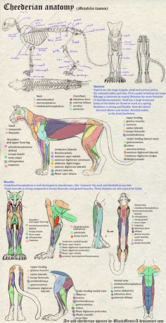 an illustrated diagram of the muscles and skeletal systems of a dog, with text below