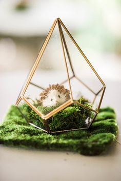 a small hedge in a glass terrarium on top of green moss covered rocks and grass