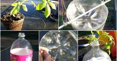 four pictures show different stages of growing plants from plastic bottle to water bottle, and then the process is completed