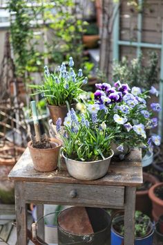 several potted plants sitting on top of a wooden table