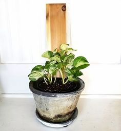 a potted plant sitting on top of a white counter next to a wooden door