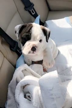 a puppy sitting in the back seat of a car