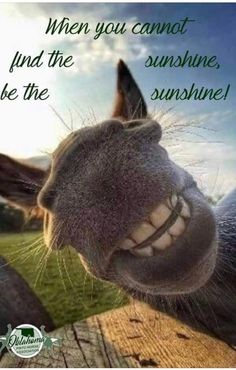 a close up of a horse's face with the caption when you cannot find the sunshine, be the sunshine