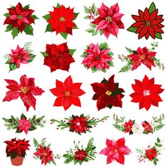 a bunch of poinsettia flowers on a white background