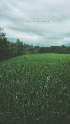 a field with tall grass under a cloudy sky