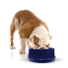 a brown and white dog eating out of a blue bowl on top of a white floor