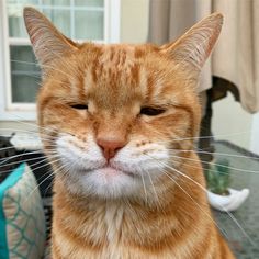 an orange and white cat sitting in front of a window