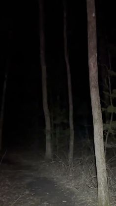 a blurry photo of a forest at night with no one on the ground or in the woods