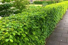 a hedge lined with green leaves next to a sidewalk