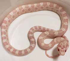 a pink and white snake sitting on top of a white plate