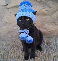 a black cat wearing a blue hat and scarf