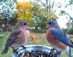 two birds sitting on top of a metal bowl filled with bird seed and another bird pecking at it's beaks