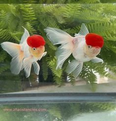 two goldfish with red caps swimming in a fish bowl filled with water and plants