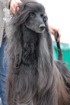 a black poodle being groomed at a dog show