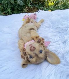 a puppy laying on its back with a toy in it's mouth and wearing a pink bow