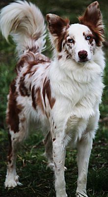 a brown and white dog standing in the grass