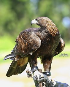 a large brown bird perched on top of a glove